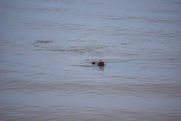 seal in the water