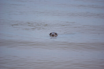 seal on the beach