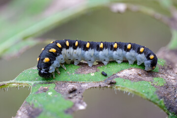 Larve der Blattwespe - Tenthredo marginella
