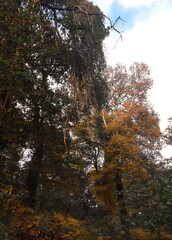 Fototapeta premium autumn in the forest