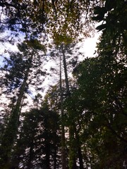 trees in the forest