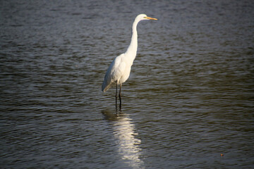 A view of a Great White Egret in the water at Venus Pool Nature Reserve