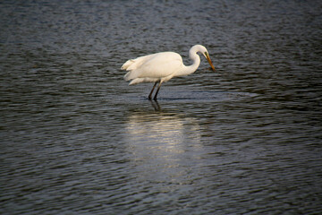 A view of a Great White Egret in the water at Venus Pool Nature Reserve