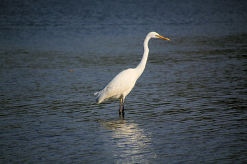 A view of a Great White Egret in the water at Venus Pool Nature Reserve