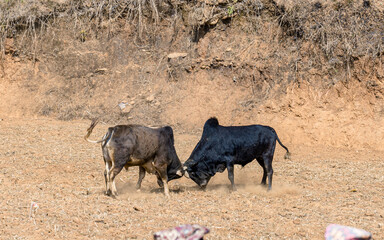 Closeup view of bull fighting in the filed, Nepal.