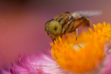 Closeup of an insect on a flower outdoors