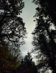 sunset in the forest