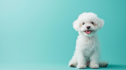 A close-up of a happy Bichon Frise puppy sitting on a solid mint blue background. 
