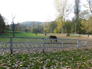 Horse on the ranch in autumn 3