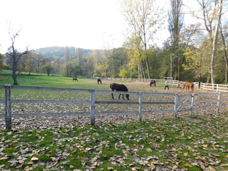 Horse on the ranch in autumn 2