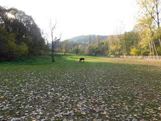 Horse on the ranch in autumn