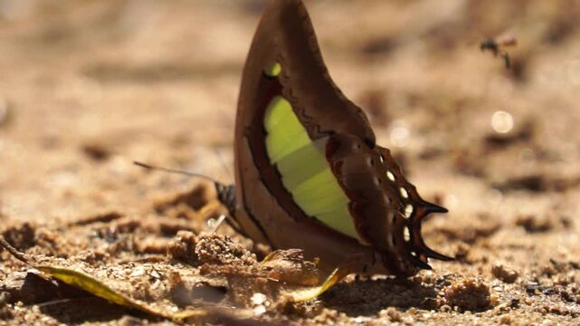 polyura athamas or common nawab butterfly crawls among other insects and searching food in slow motion. macro view