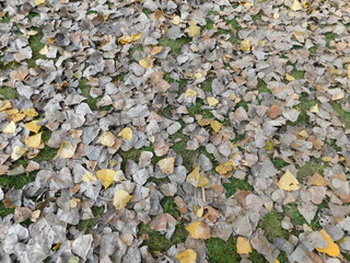 Leaves in autumn 2