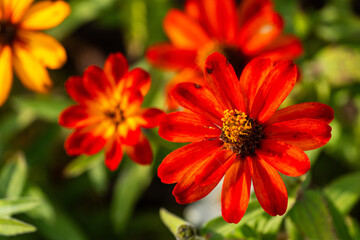 various zinnia flowers in autumn