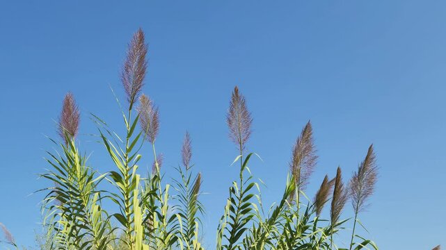 Bamboo reeds (Arundo donax) on blue sky background
