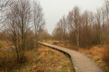 Ein nebliger Novembertag im Brackvenn
