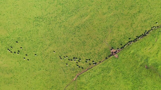 herding cows with a motorbike on a farm. mustering cattle on a ranch