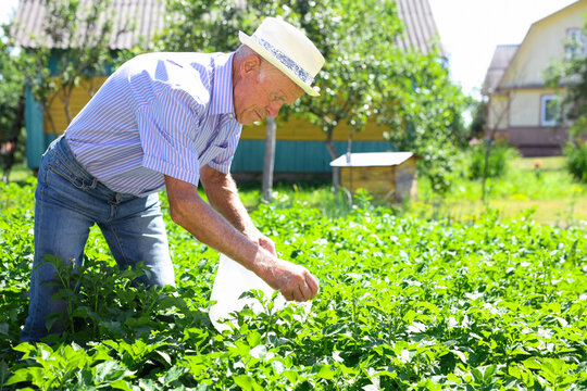 Mature man picking insect pests from potato sprouts