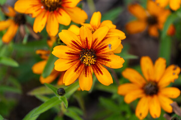 various zinnia flowers in autumn