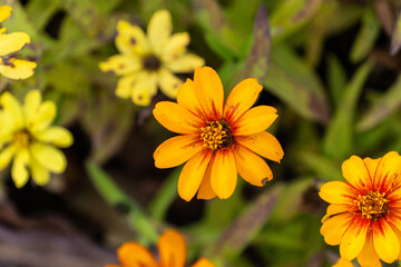 various zinnia flowers in autumn