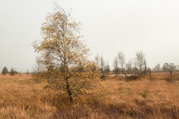 Ein nebliger Novembertag im Brackvenn