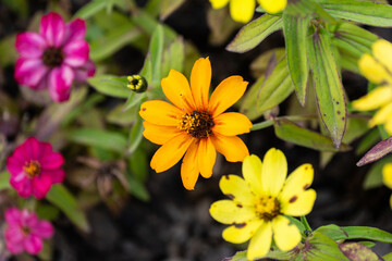 various zinnia flowers in autumn