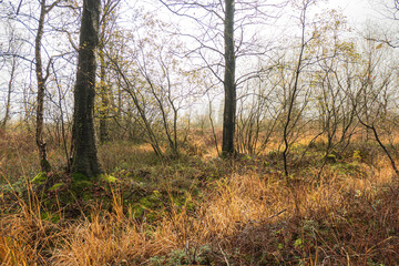 Ein nebliger Novembertag im Brackvenn