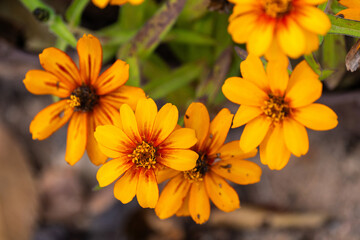 various zinnia flowers in autumn