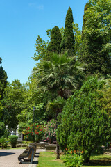 Lush topiary plants, palms and exotic trees are characteristic of streets and parks of Sochi and southern Russia. Fountain near the Festivalny concert hall.