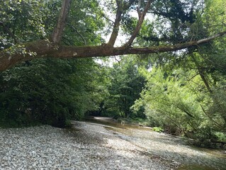 An old tree by the river