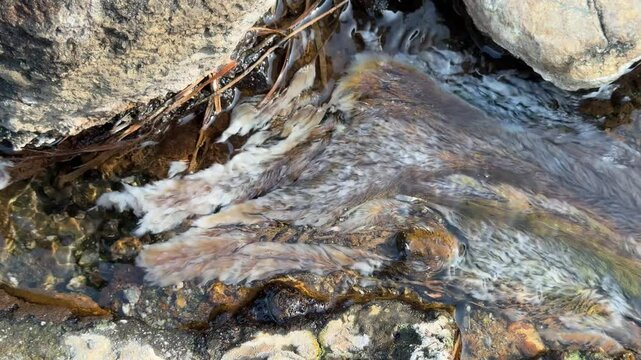 Chloroflexus bacteria in hot springs