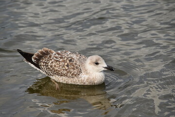 This bird is swimming in the sea in sunny early autumn day.
