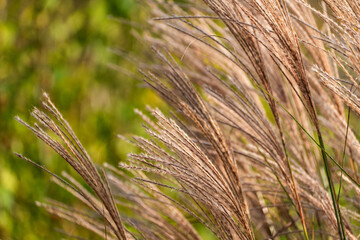 silver grass, reeds, swaying in the wind