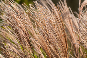 silver grass, reeds, swaying in the wind