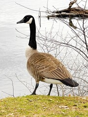 Majestic Canada Goose by the Waterside