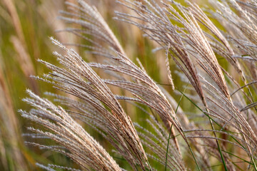 silver grass, reeds, swaying in the wind
