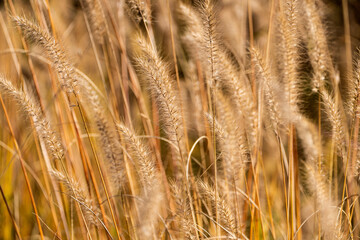 Fototapeta premium foxtails in the autumn park