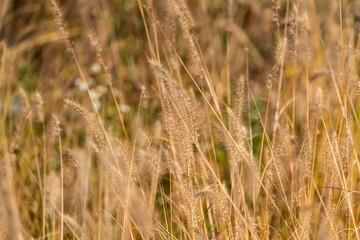 foxtails in the autumn park
