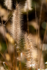 foxtails in the autumn park