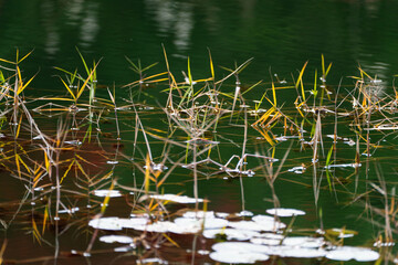 aquatic plants on the pond in autumn