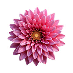 pink dahlia isolated on white background, 3d Pink Flower isolated on transparent background, png file