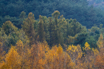 mountain and forest in autumn