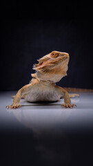 Obraz premium Portret Agamy Brodatej 