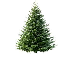 Obraz premium A lush green pine tree with dense foliage, perfect for holiday decorations or natural landscapes, set against a white isolated background.