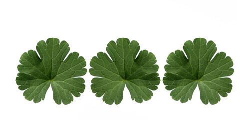 For design purposes, leaves of the tound-leaved Crane's-bill (Geranium rotundifolium) isolated on white background