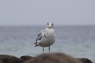 Neugierige M&ouml;we 