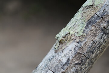 Giant leaf-tailed gecko or Uroplatus fimbriatus is a nocturnal reptile in Madagascar