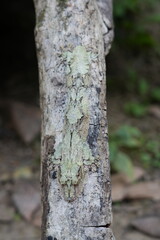 Giant leaf-tailed gecko or Uroplatus fimbriatus is a nocturnal reptile in Madagascar