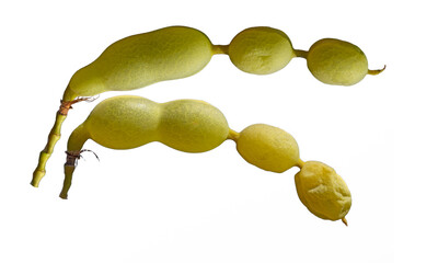 In the autumn, bead strings-like fruit pods of the Japanese pagoda tree (Sophora japonica)  isolated on white background