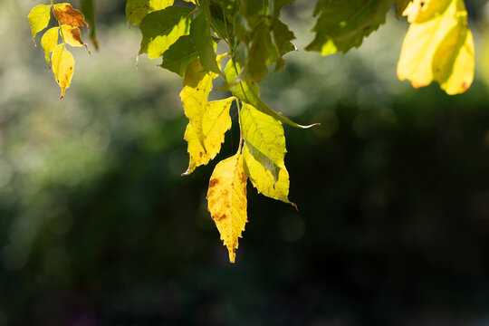 Autumnal leaves of the trumpet vine (Campis radicans) 